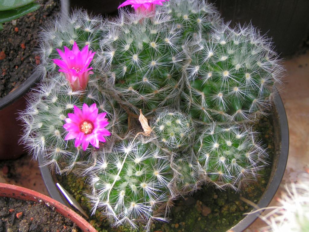 Mammillaria glassii